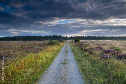 countryside road throught marshes in morning sunlight