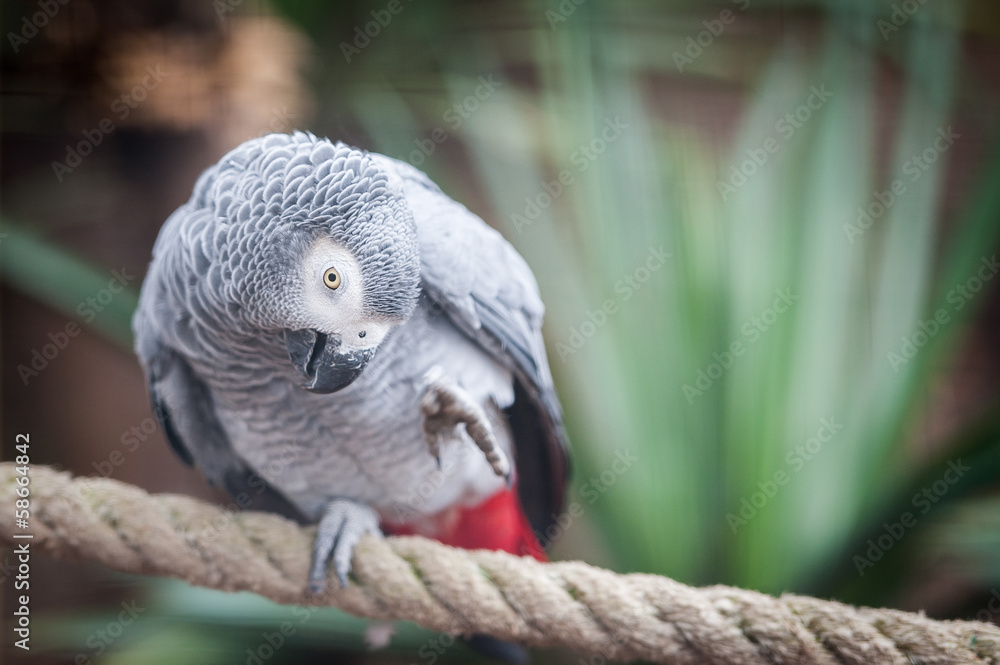 Obraz premium Perroquet gris du gabon