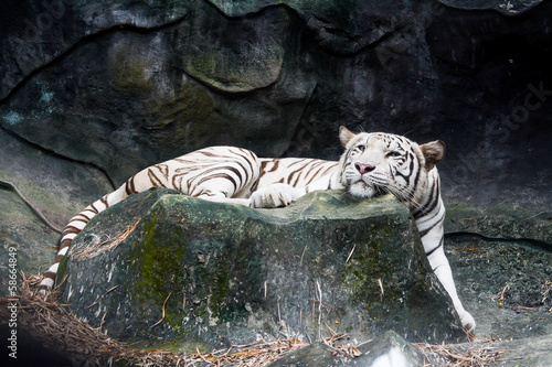 White tiger  Panthera tigris 