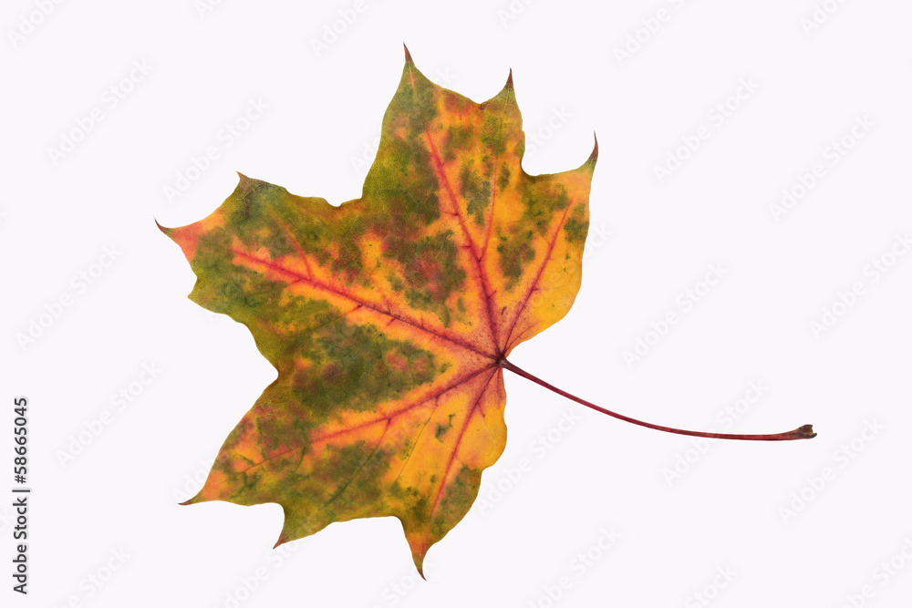 Fototapeta premium autum leaf (isolated)