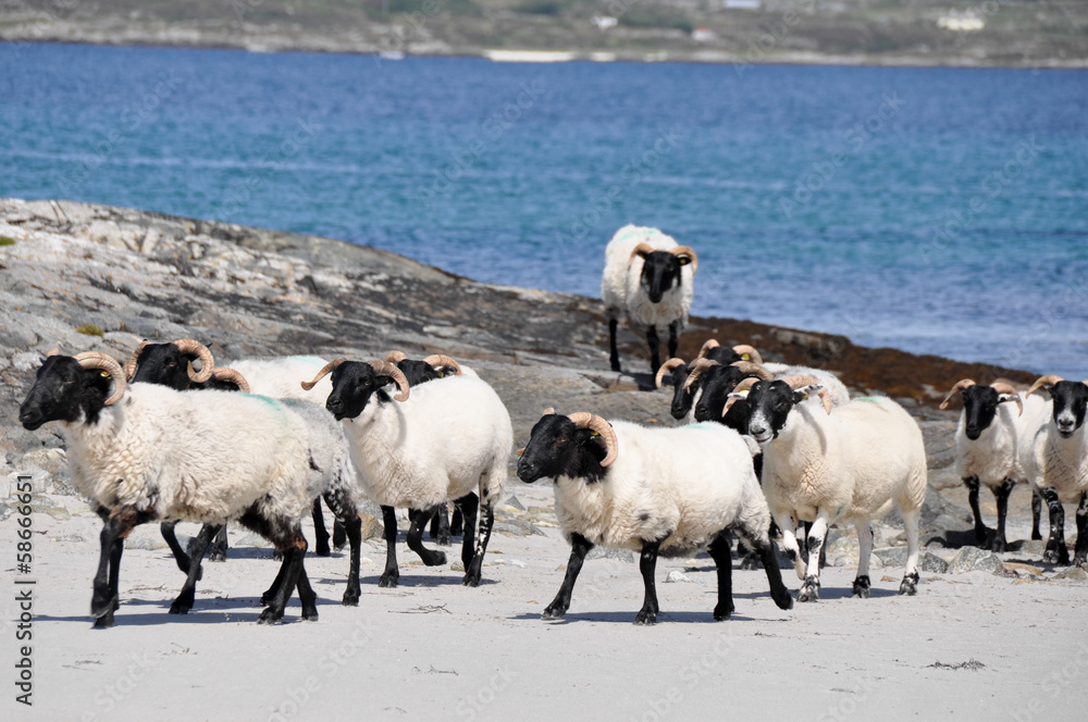 Flock of sheep near the sea(Ireland)