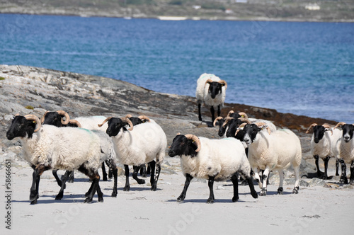 Fototapeta Naklejka Na Ścianę i Meble -  Flock of sheep near the sea(Ireland)