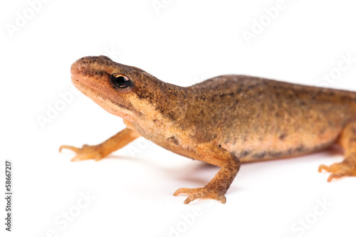 Smooth or common salamander or newt female isolated on white
