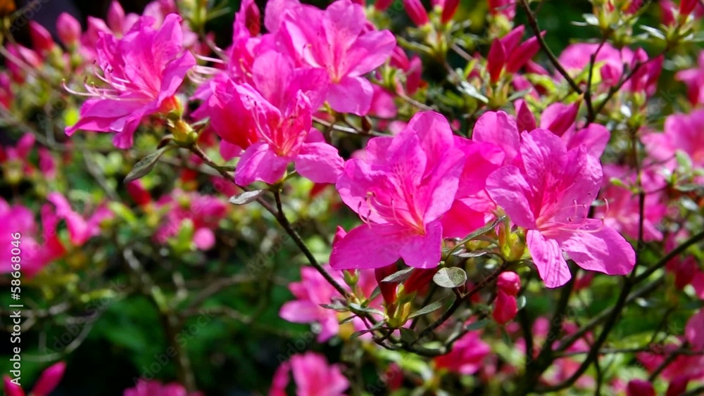 Azalee pink vid 01 Azalee pink vid 01
