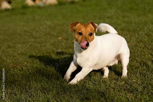 Jack Russel