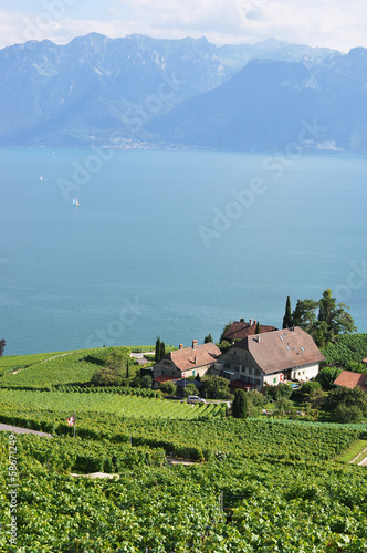 Famous vineyards in Lavaux region against Geneva lake. Switzerla photo