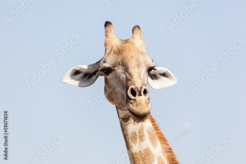 Giraffe portrait