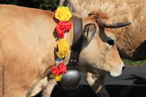 transhumance des vaches en Aubrac photo