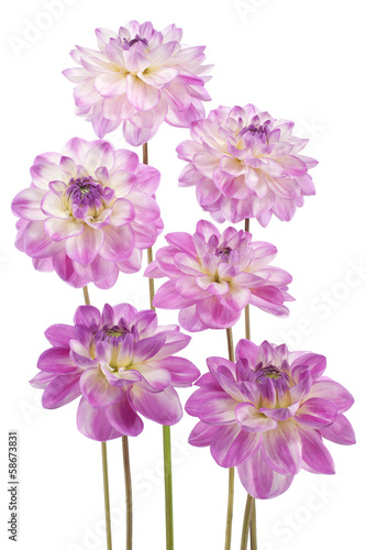 Fototapeta Naklejka Na Ścianę i Meble -  dahlia