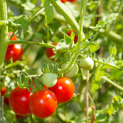 Cluster of red and green cherry tomatoes growing in the garden