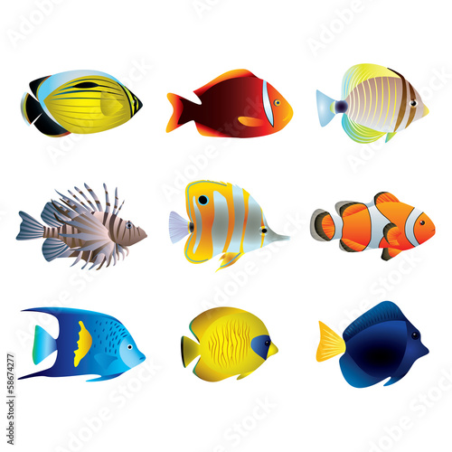 Tropical fishes vector set