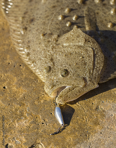 Flounder