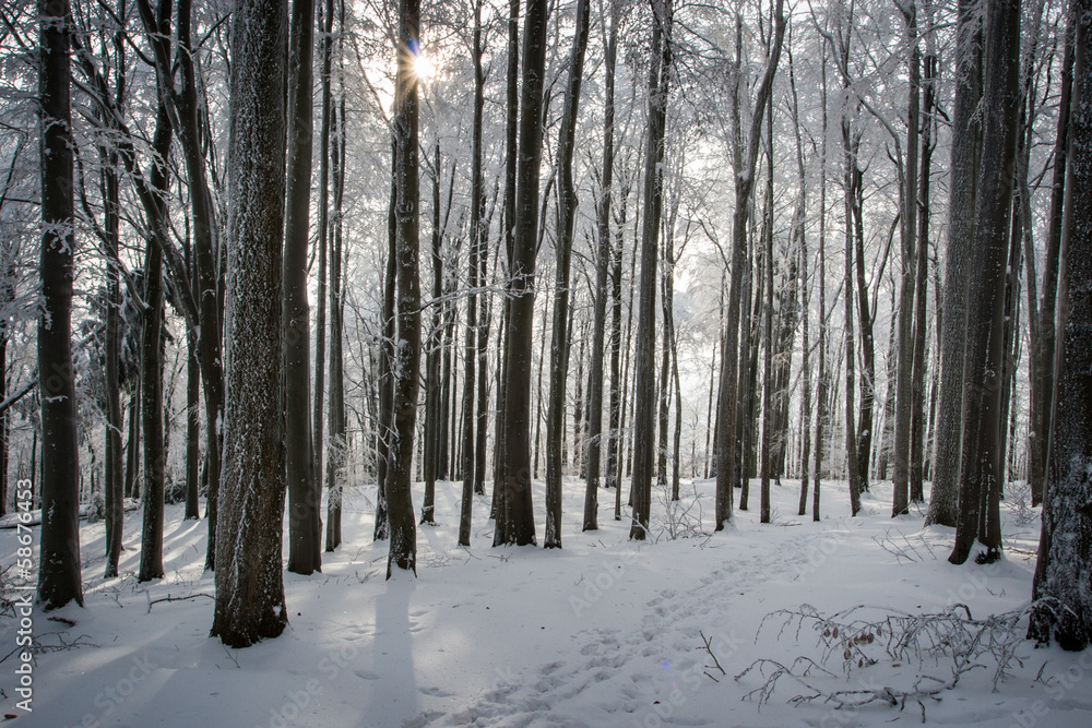 Obraz premium Frozen trees in the winter forest