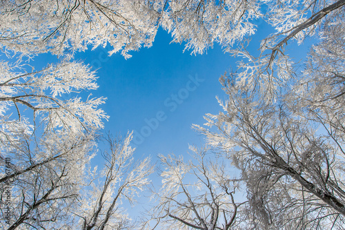 Frozen trees in the winter forest