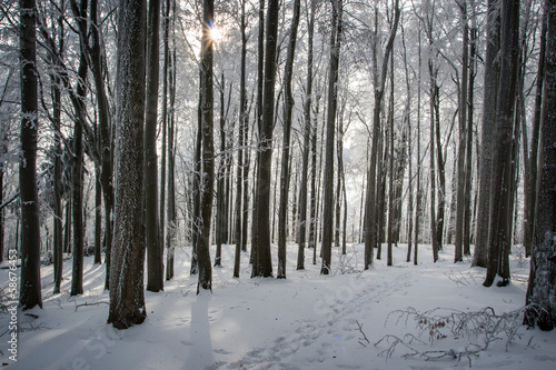 Frozen trees in the winter forest