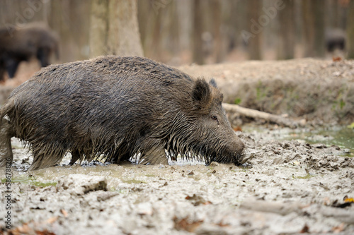 Wild boar