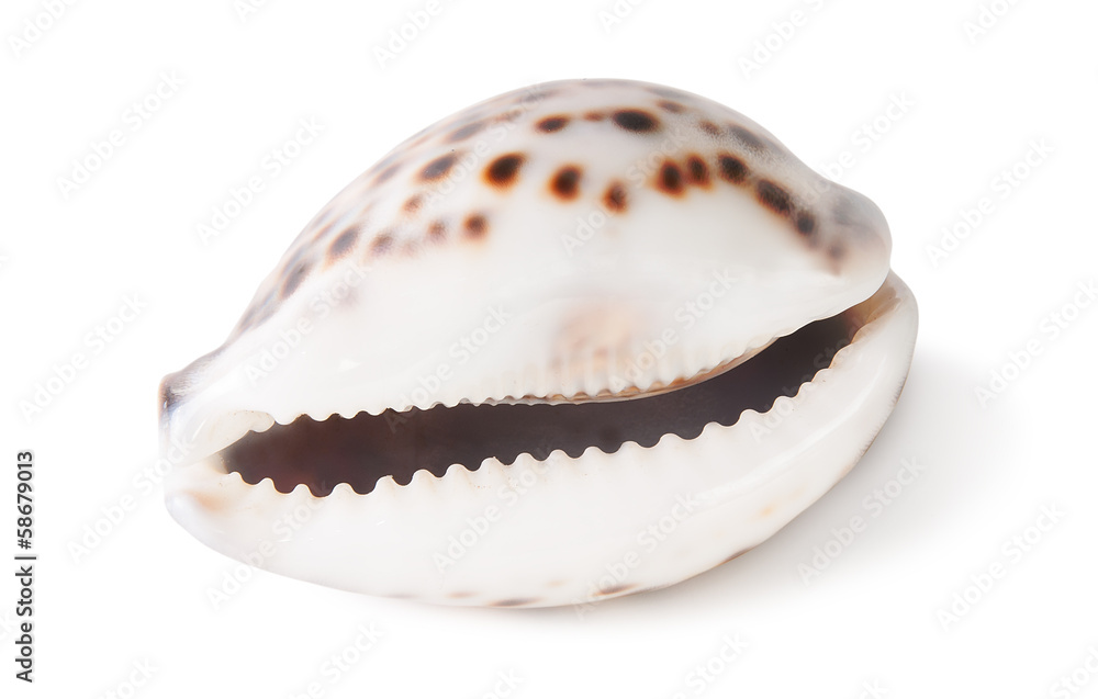 Tiger cowrie shell