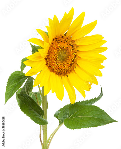 Fototapeta Naklejka Na Ścianę i Meble -  Sunflower