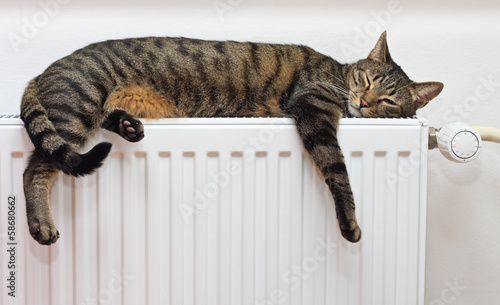 A tiger (tabby) cat relaxing on a warm radiator
