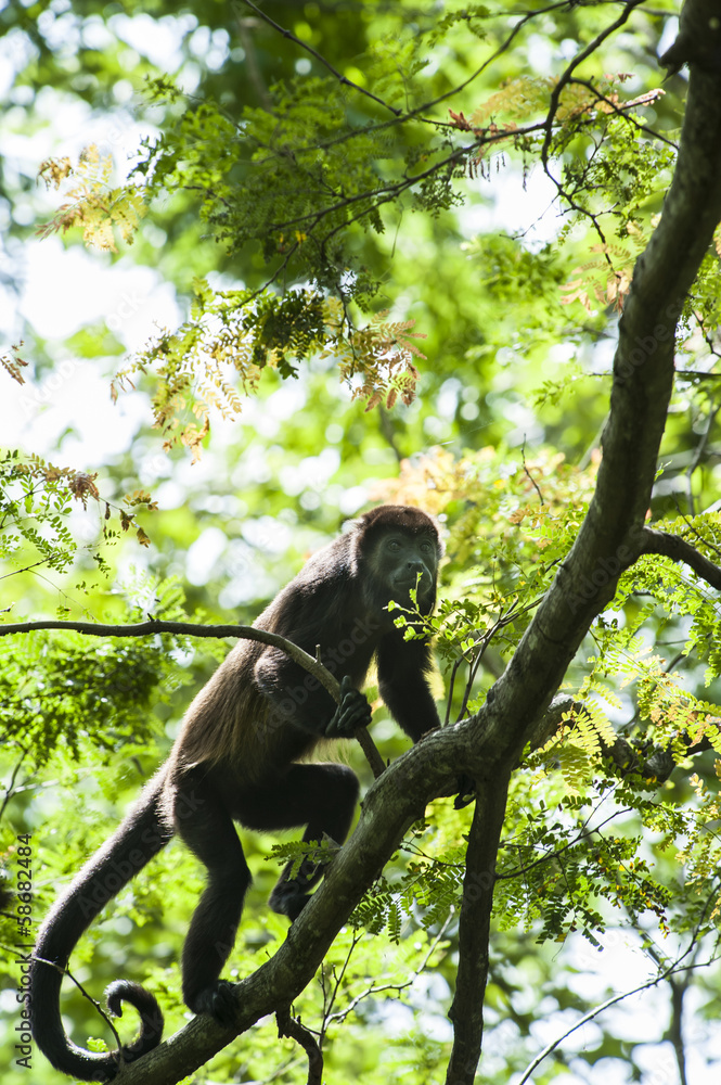 Naklejka premium Howler Monkey