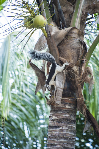 Tree Squirrel Climbs in a Coconut Palm