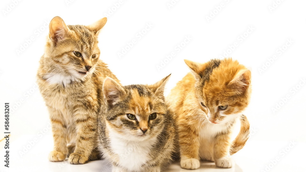 Kittens Kittens