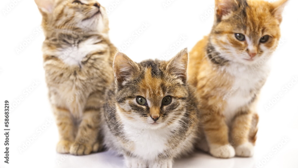 Kittens