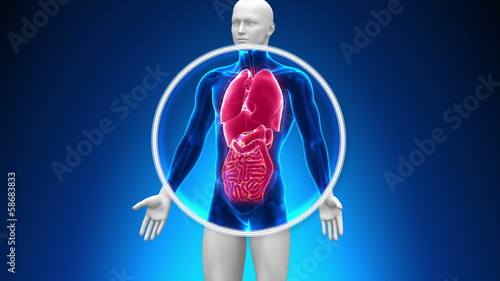 Medical X-Ray Scan - Organs