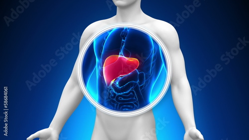 Medical X-Ray Scan - Liver