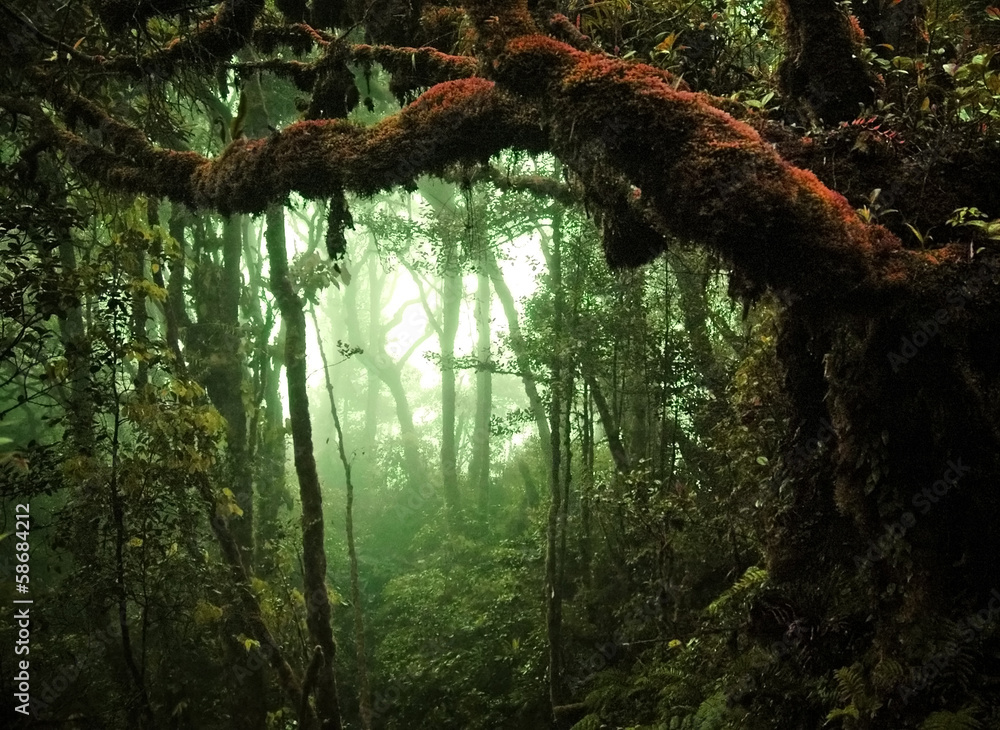 Obraz premium tropical rain forest