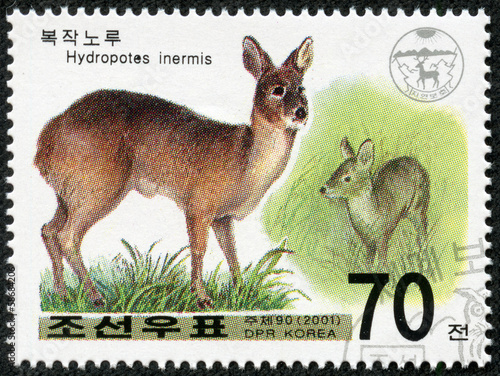 stamp printed in DPR Korea shows hydropotes inermis photo