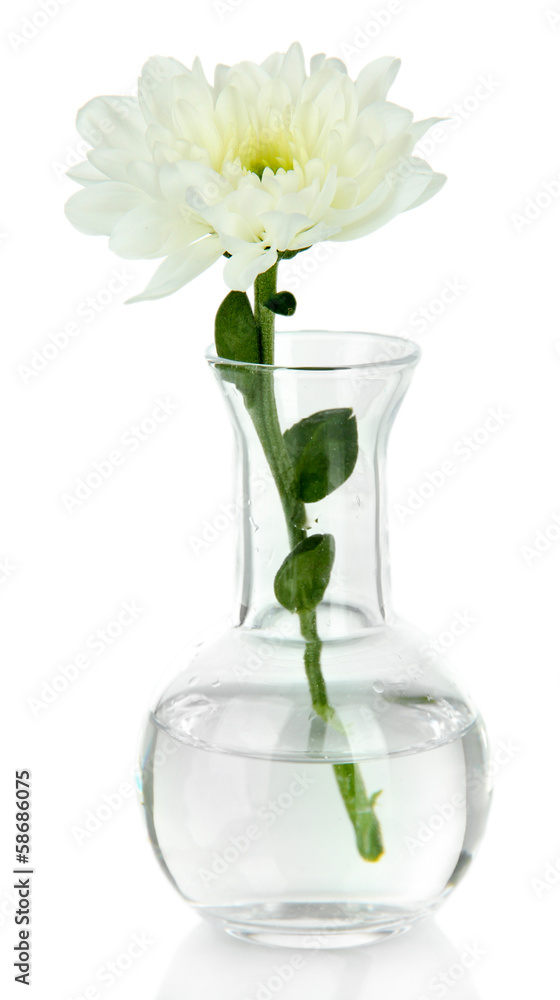 Flower in test-tube isolated on white Flower in test-tube isolated on white