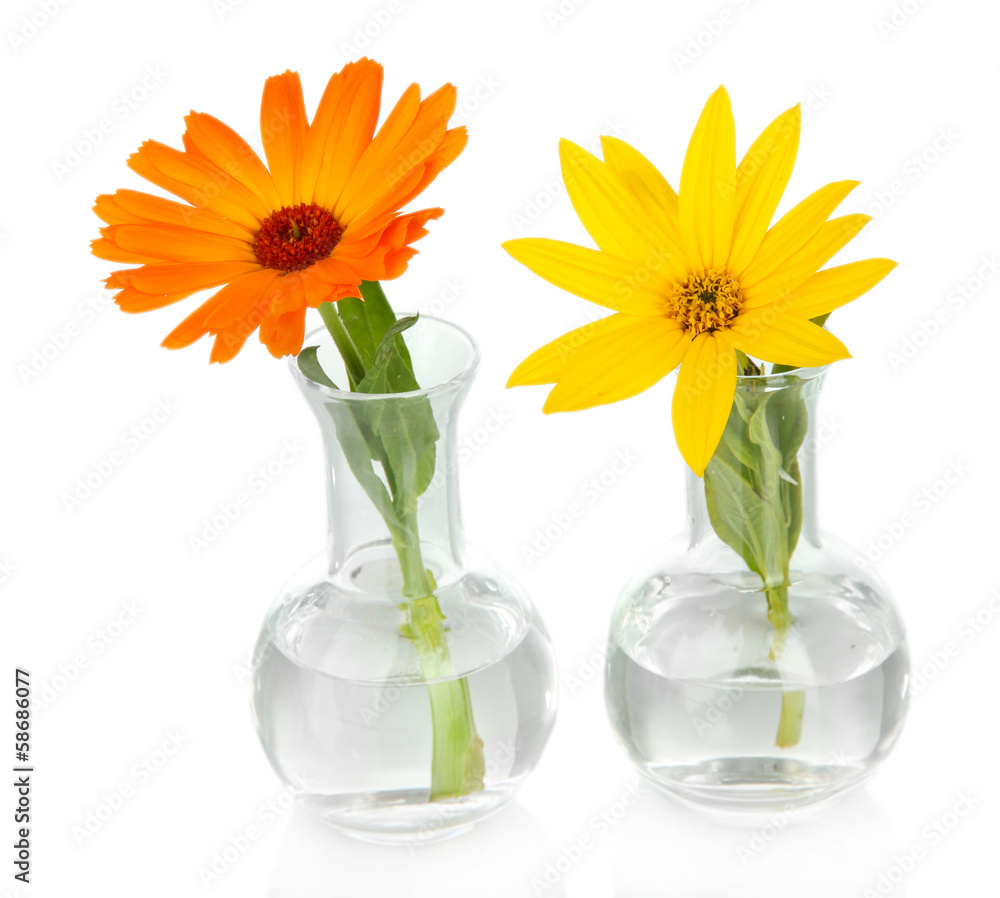 Flowers in test-tubes isolated on white Flowers in test-tubes isolated on white