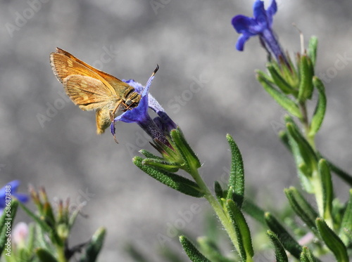 Woodland Skipper on Lithodora photo