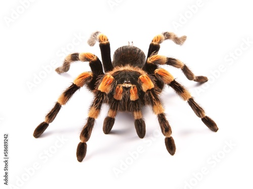 Fotografie, Obraz Mexické redknee tarantule (Brachypelma smithi), pavouk ženského