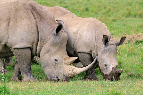 White rhinoceros feeding  Lake Nakuru