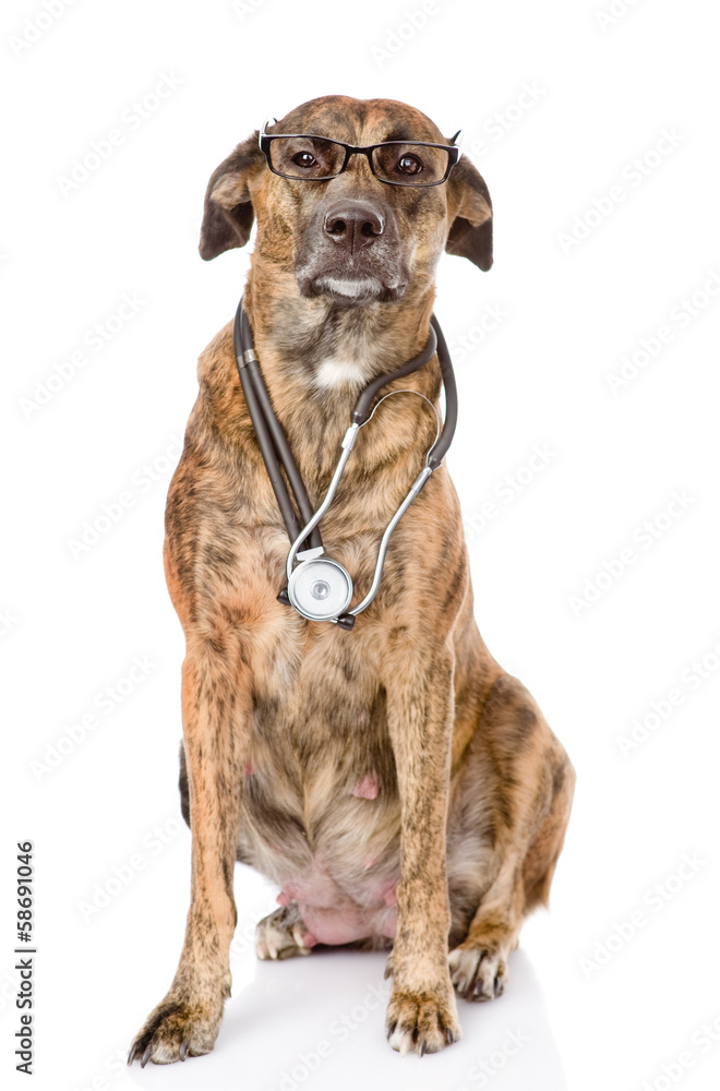 Dog with a stethoscope on his neck. isolated on white background