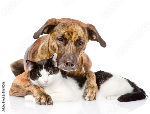 mixed breed dog and cat lying together. isolated on white 