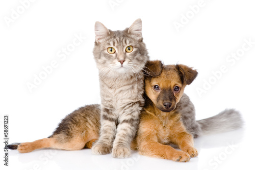 cat and dog looking at camera. isolated on white background