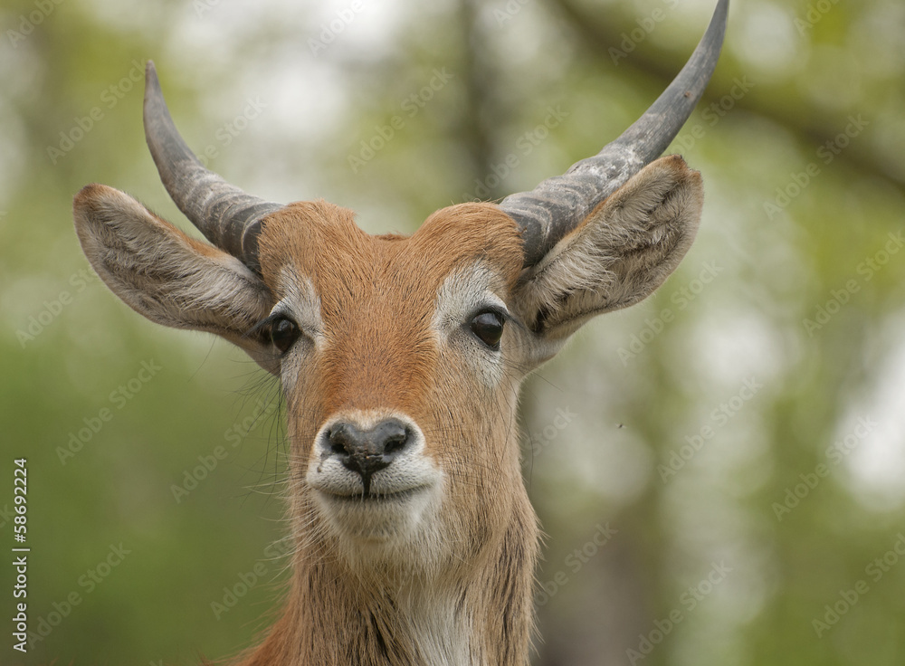 Fototapeta premium Lechwe