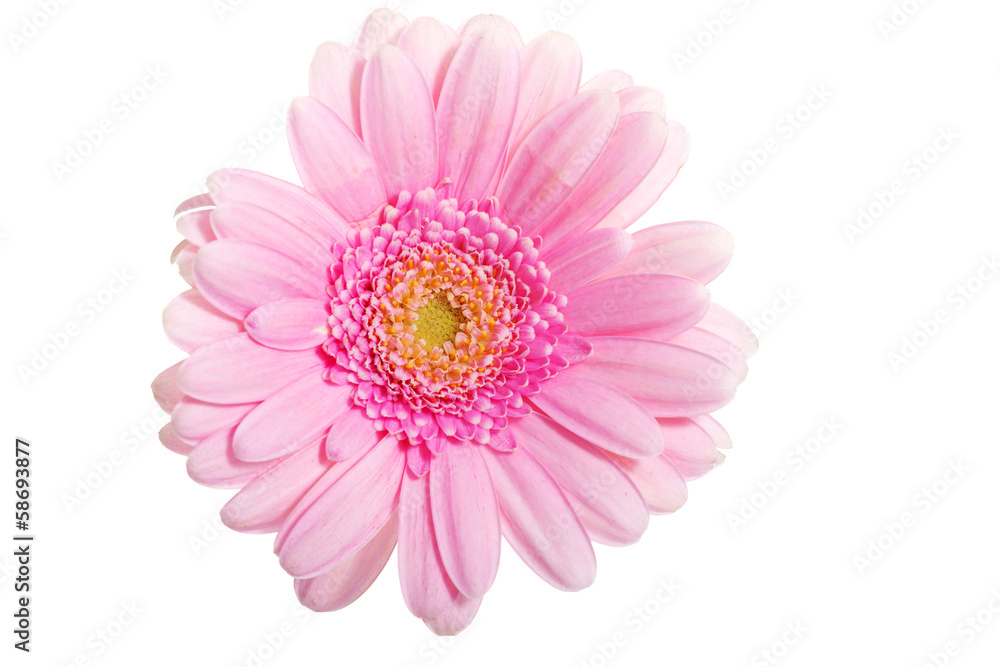 Up front view on pink gerbera flower. Up front view on pink gerbera flower.
