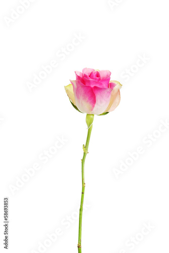 Pale-pink rose isolated on white.
