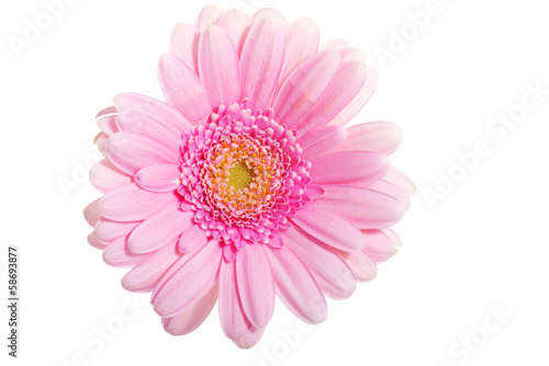 Up front view on pink gerbera flower.