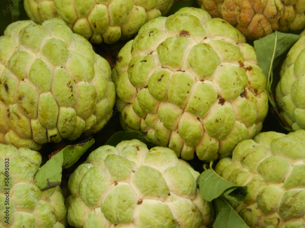 Fototapeta premium Netzannone