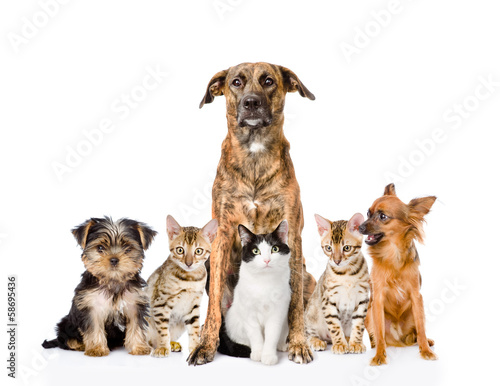 Fototapeta Naklejka Na Ścianę i Meble -  Group of cats and dogs sitting in front. isolated