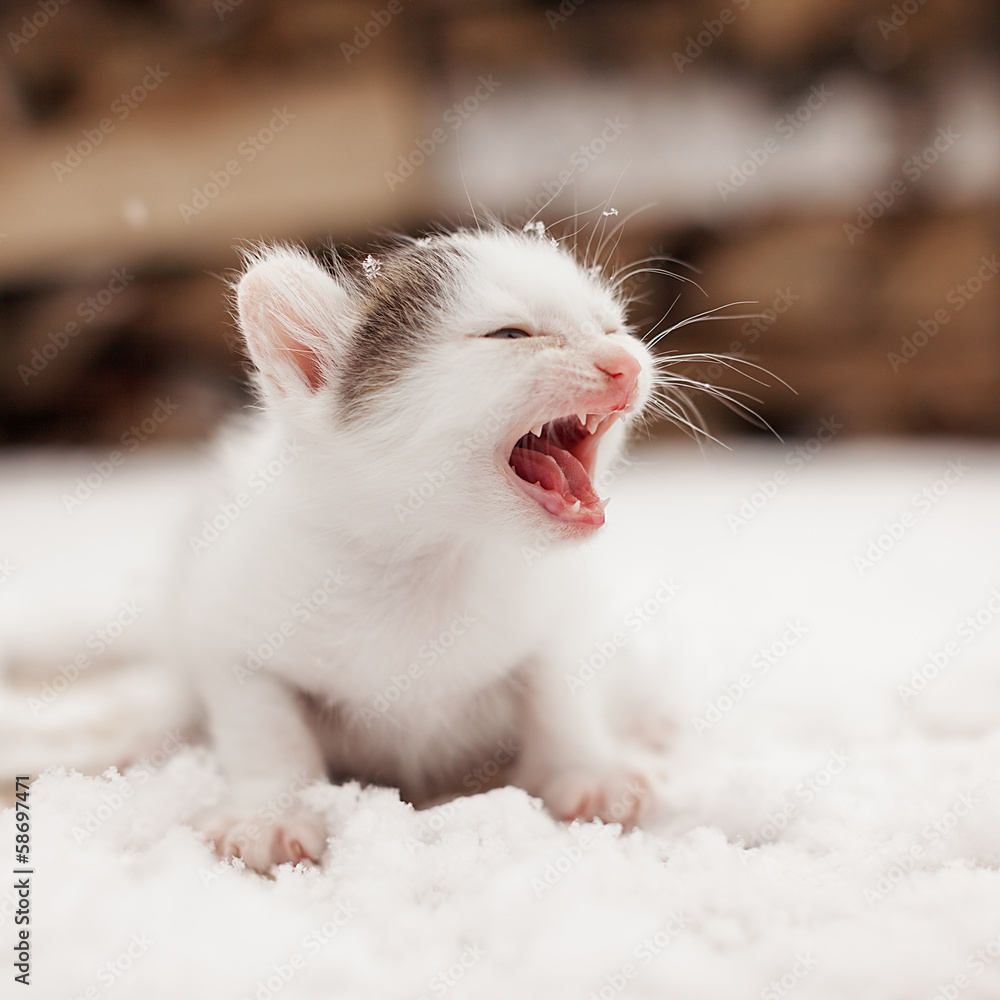 Fototapeta premium Small mewing lonely kitten on snow