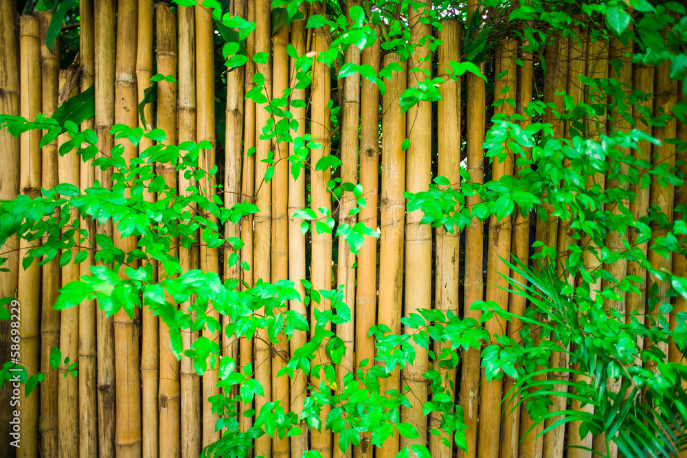 Obraz premium Yellow bambooand green leaf fence, background