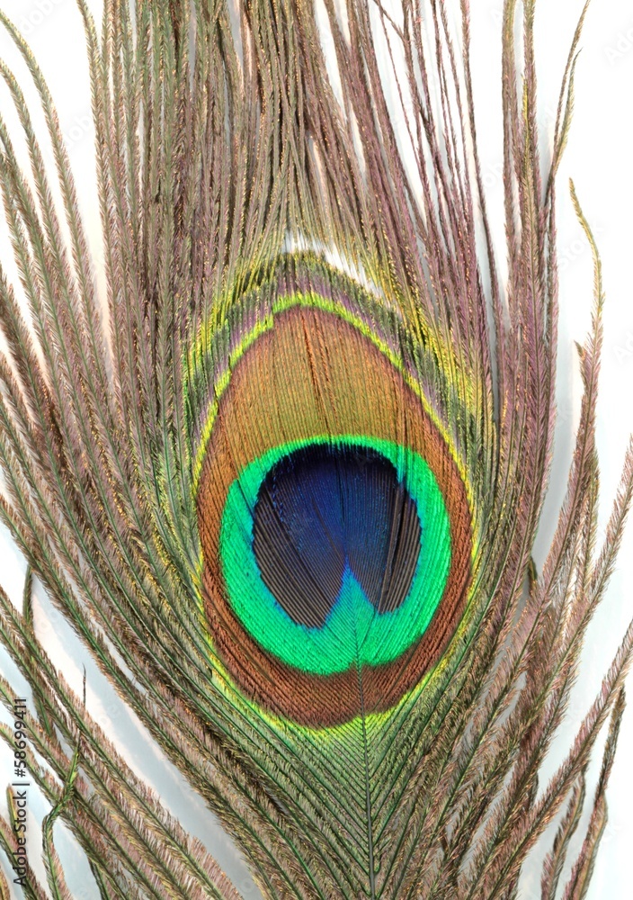 Naklejka premium Peacock feather