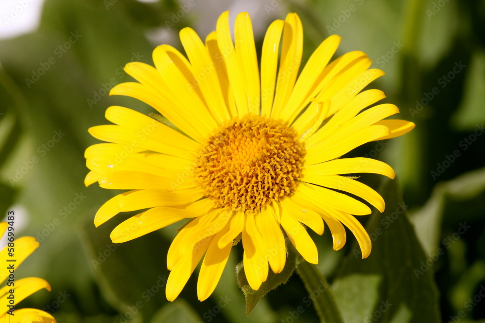 Fototapeta premium Arnica