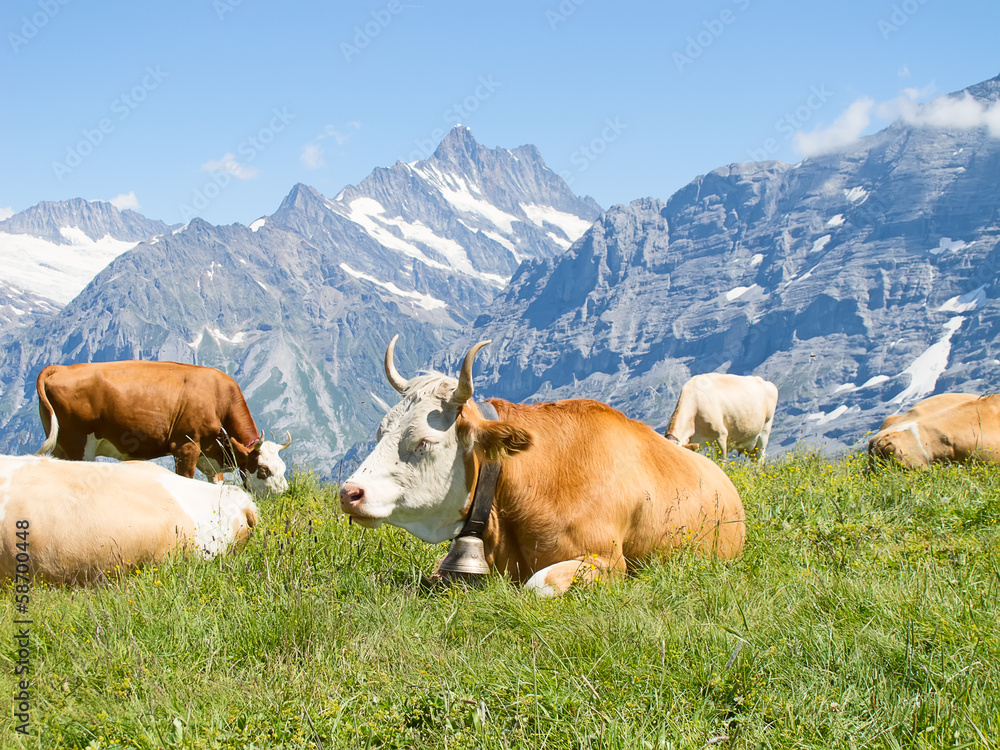 Fototapeta premium Swiss cow